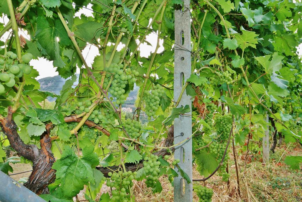 Agriturismo Barilaro Finale Ligure Εξωτερικό φωτογραφία